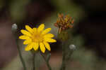 Narrowleaf silkgrass